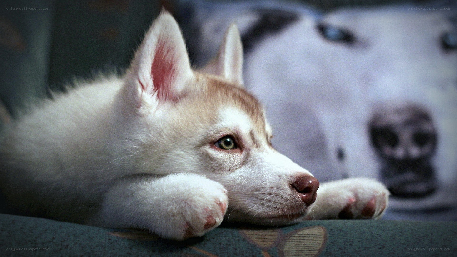 Adorable husky puppy resting