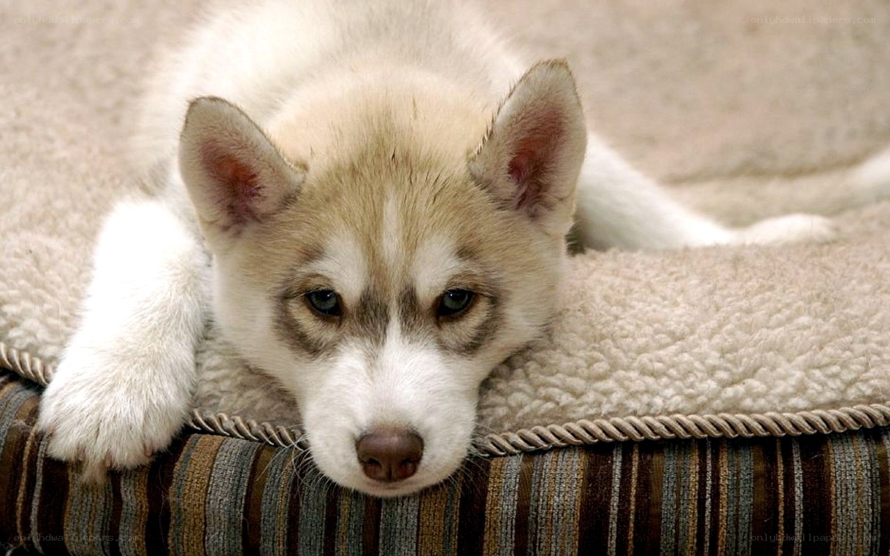 adorable husky puppy resting
