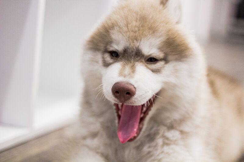 adorable husky puppy yawning