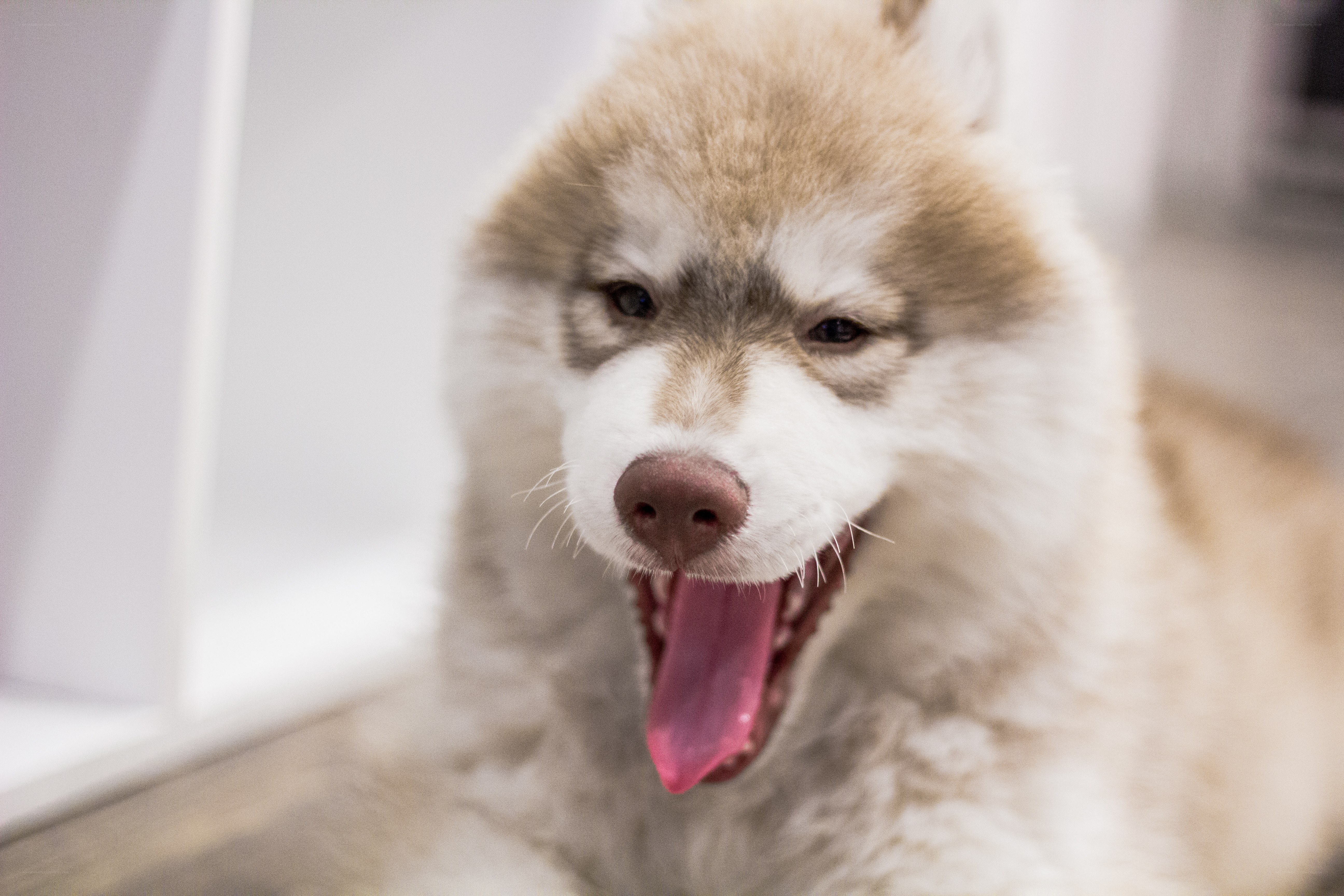 adorable husky puppy yawning