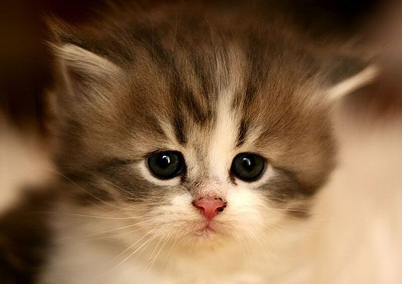 adorable kitten close-up