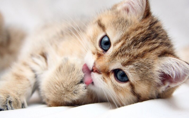 adorable kitten grooming