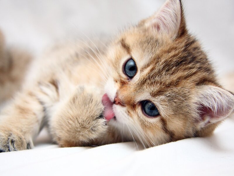 adorable kitten grooming