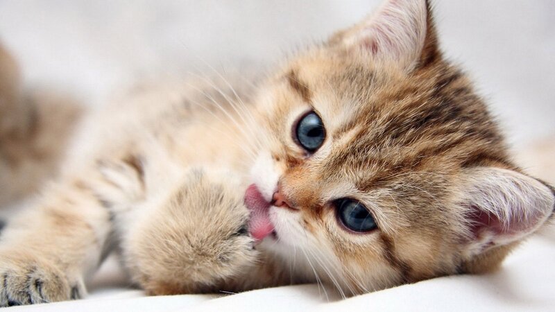 adorable kitten grooming