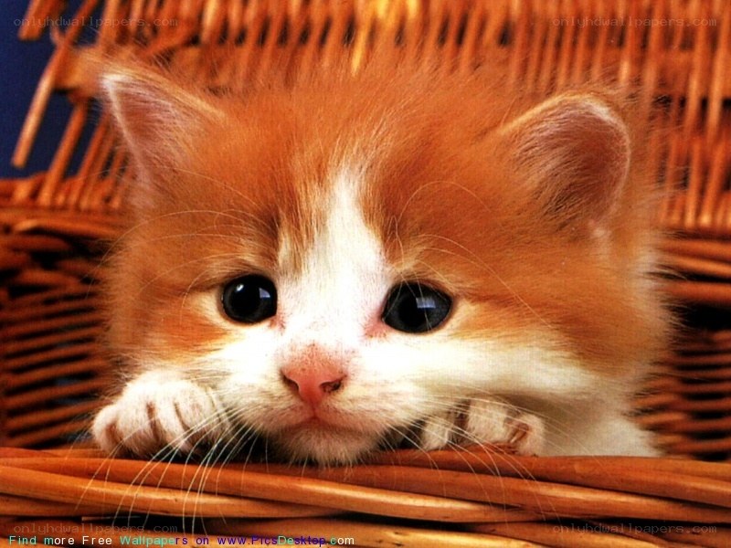 adorable kitten in basket