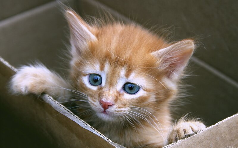 adorable kitten in box