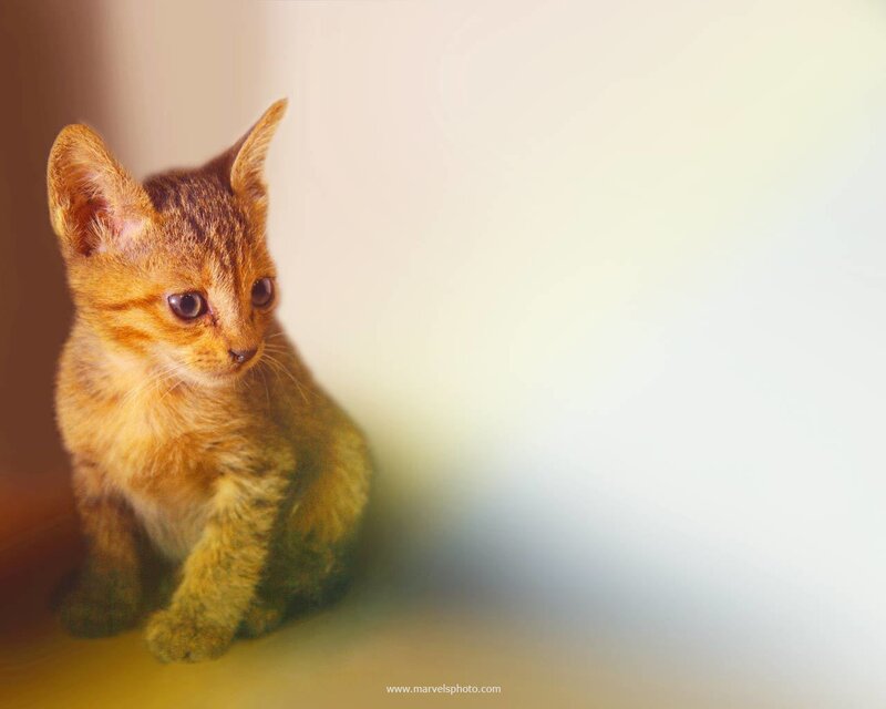 adorable kitten in soft light