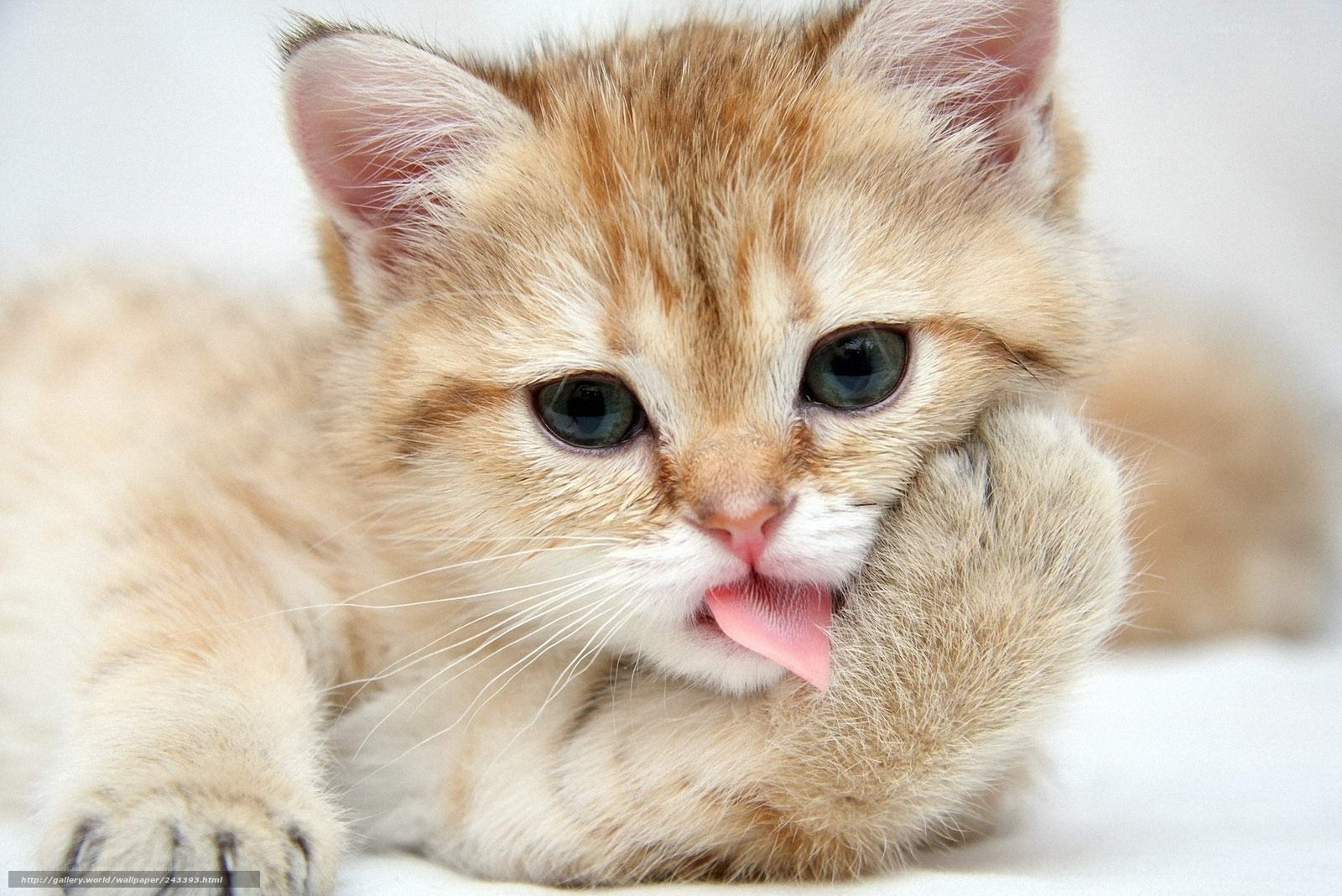 adorable kitten licking paw