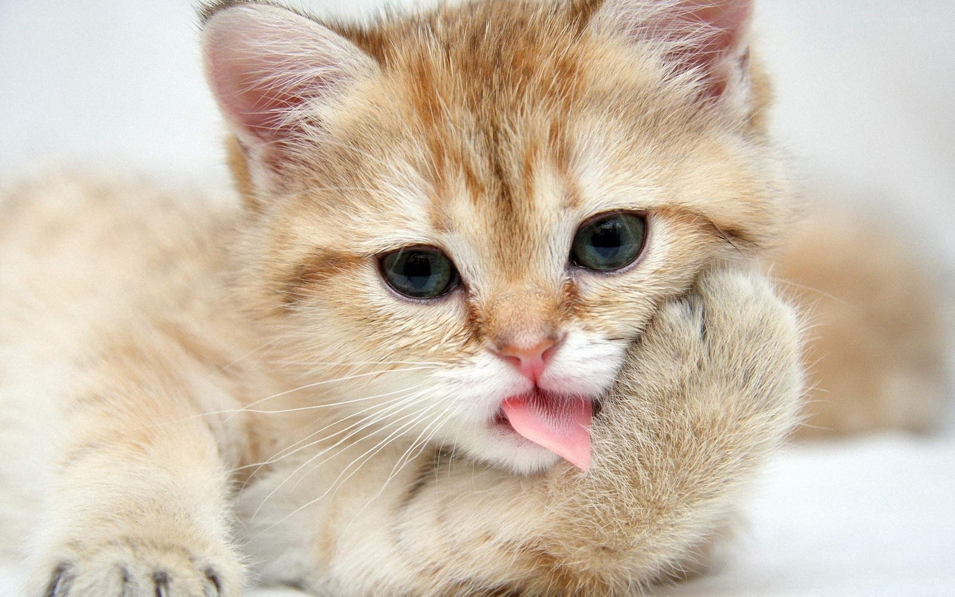 adorable kitten licking paw