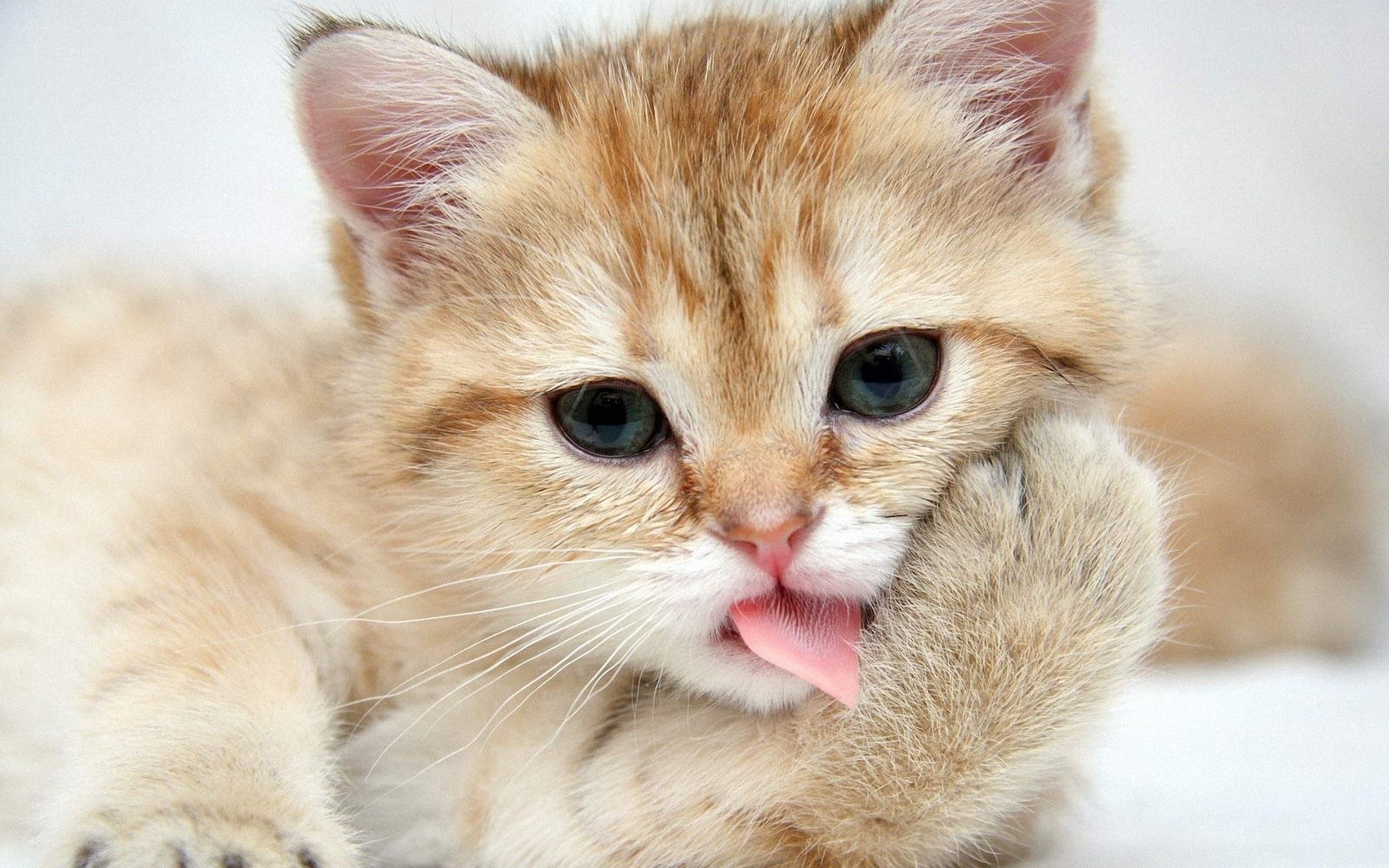 adorable kitten licking paw