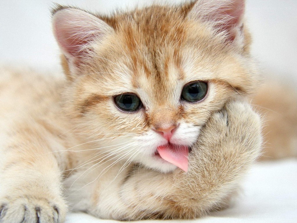 adorable kitten licking paw