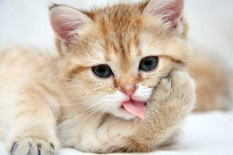 adorable kitten licking paw