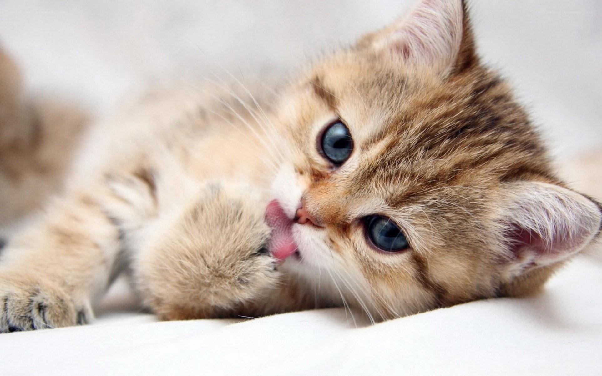 adorable kitten licking paw