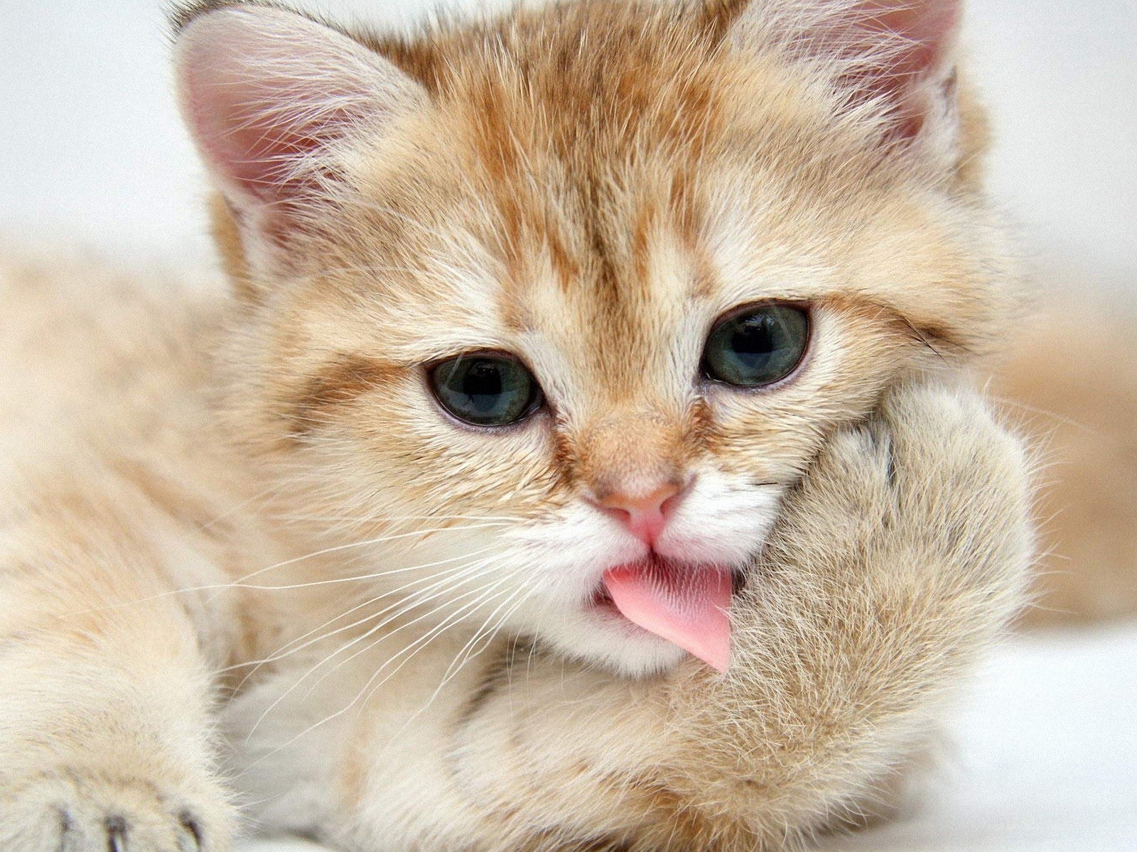 adorable kitten licking paw