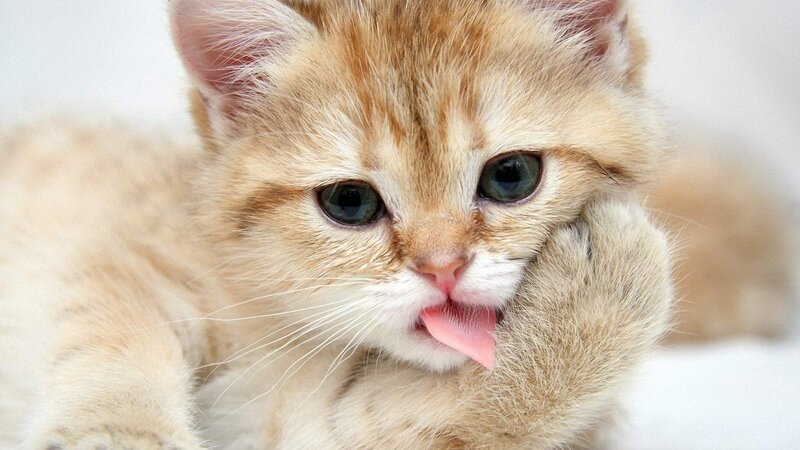 adorable kitten licking paw