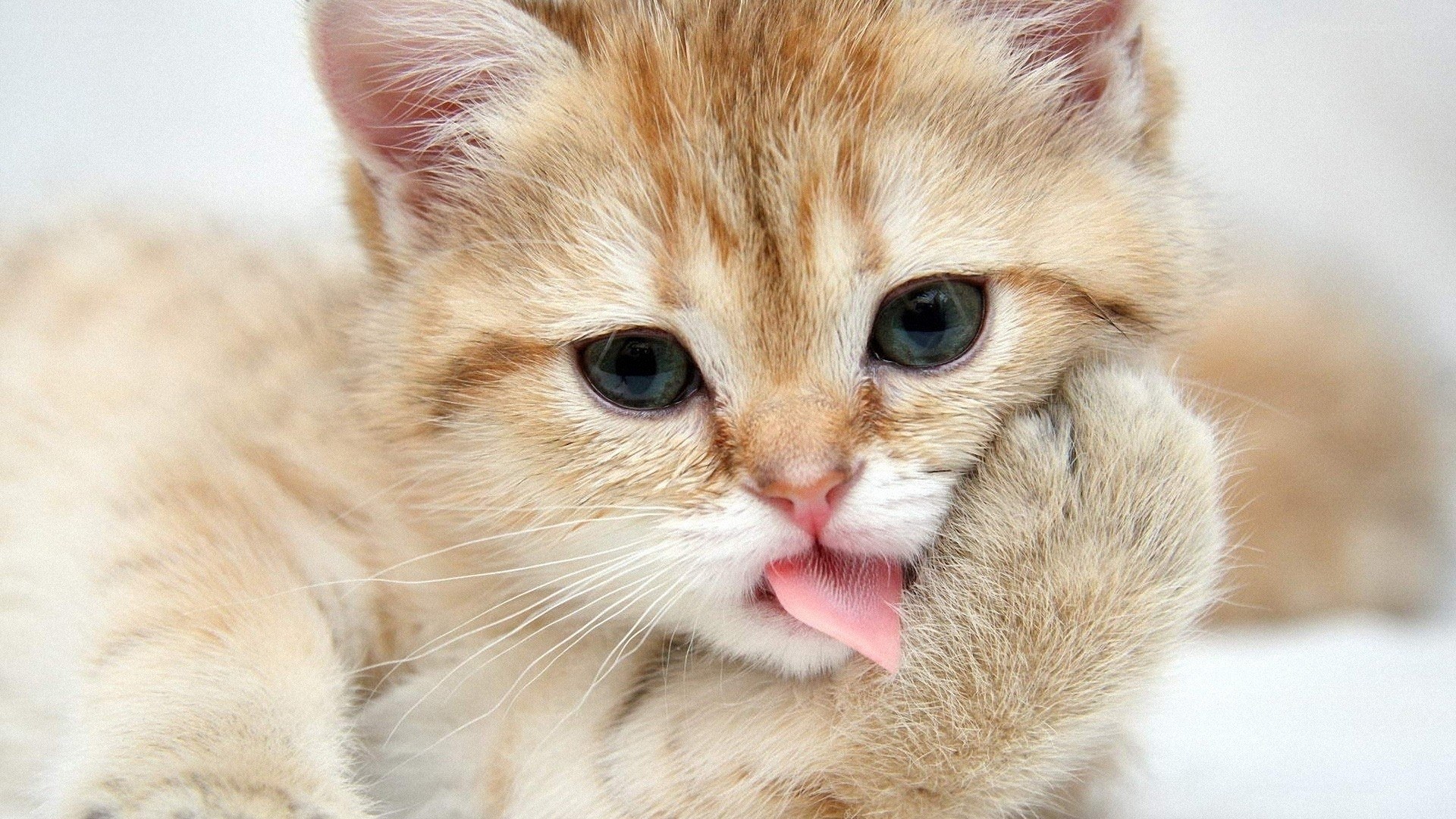 adorable kitten licking paw