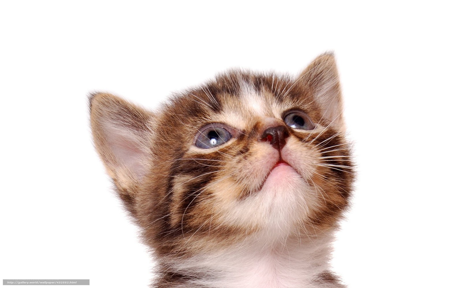 adorable kitten looking up