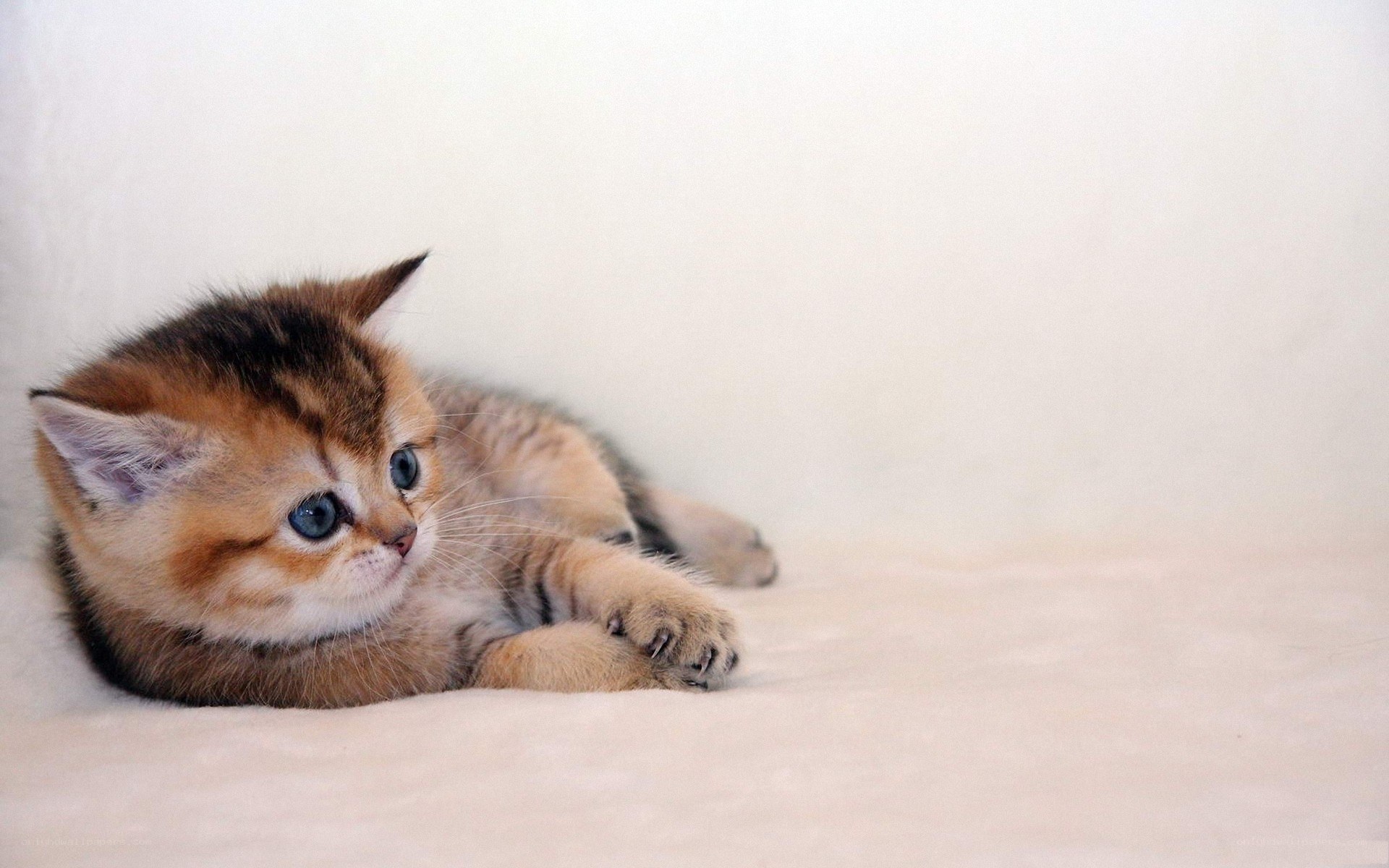 adorable kitten lying down