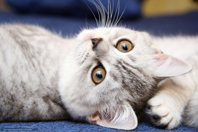 adorable kitten lying down