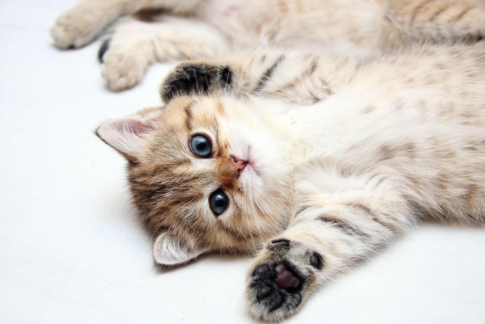 adorable kitten lying on back