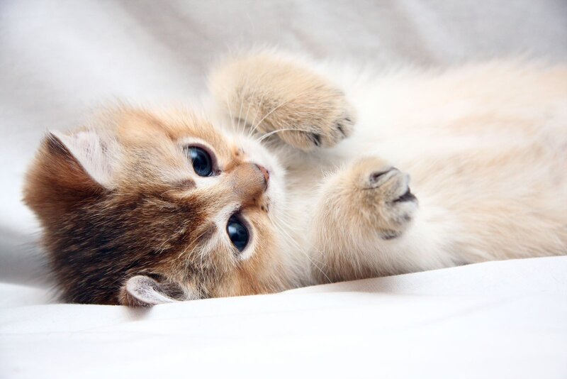 adorable kitten lying on back