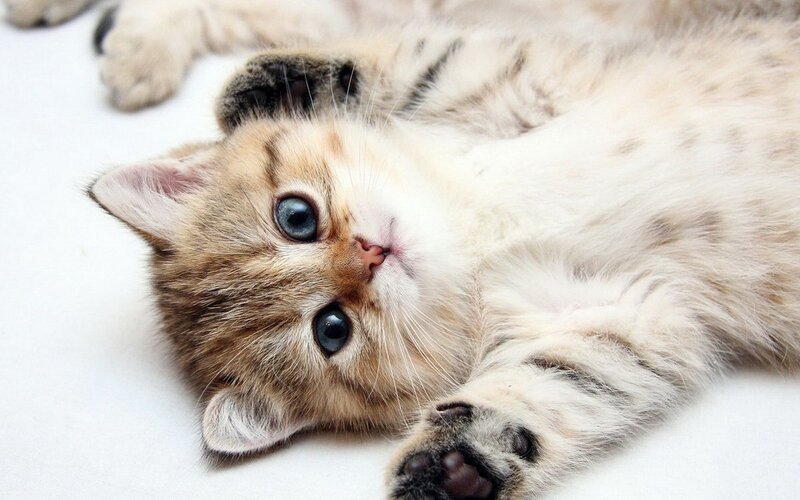 adorable kitten lying on back