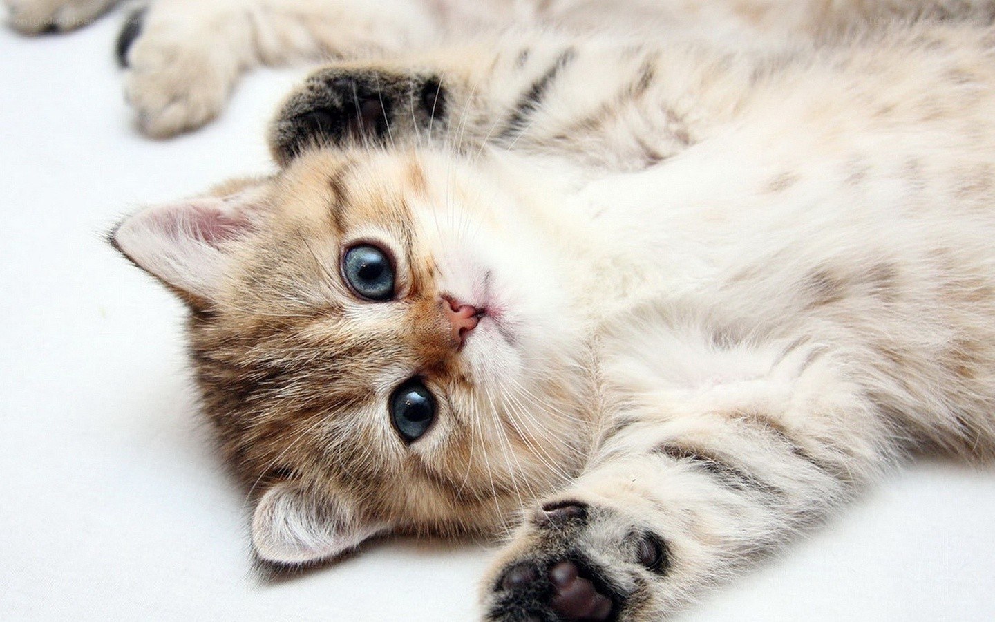 adorable kitten lying on back