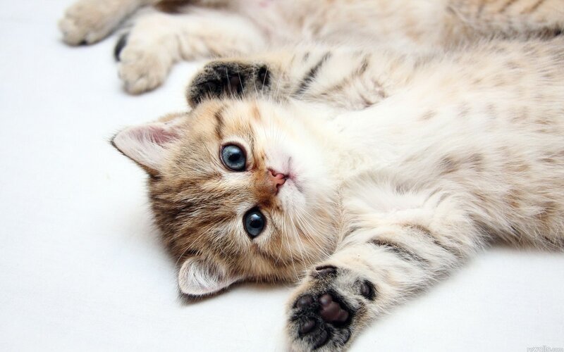 adorable kitten lying on back
