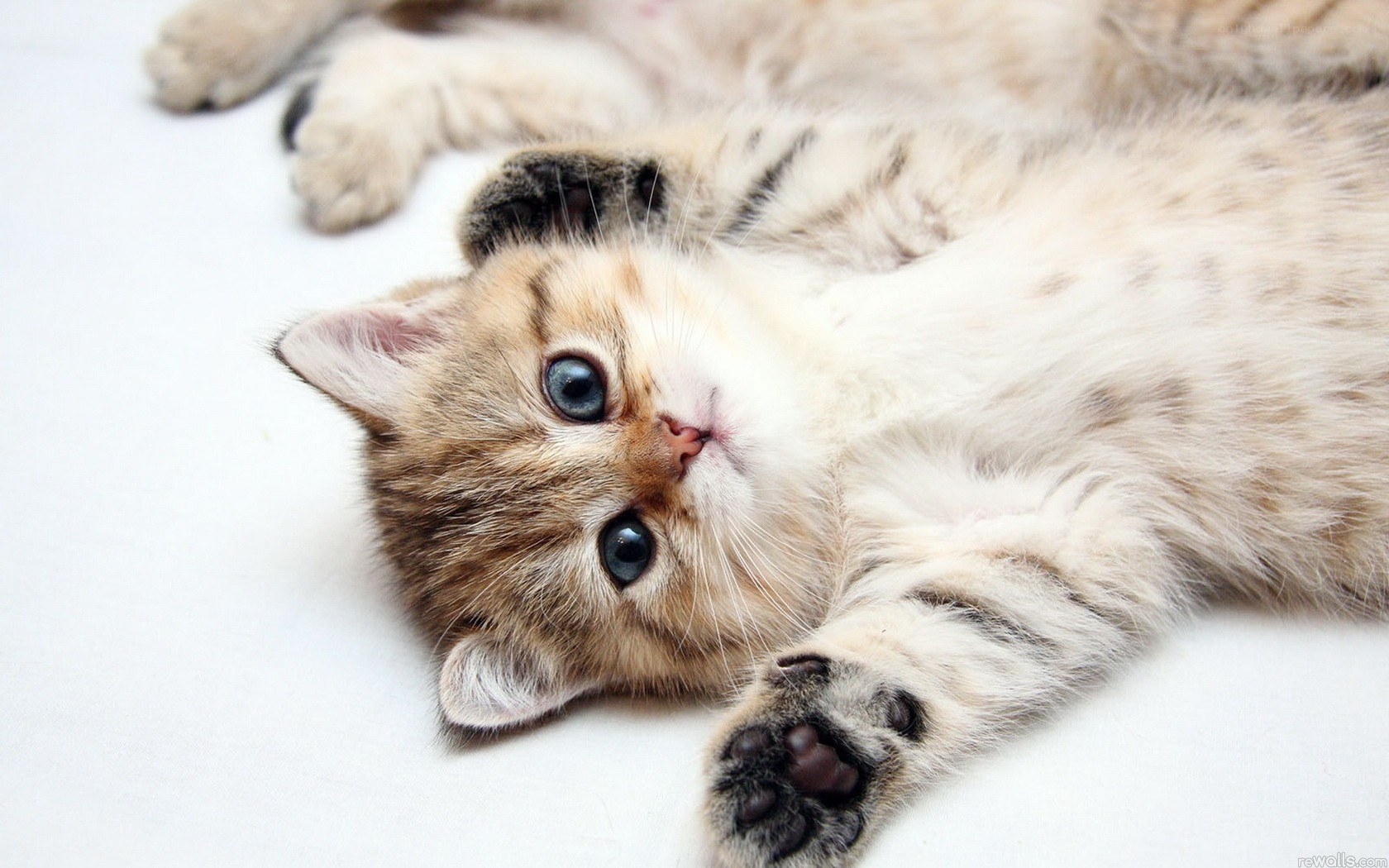 adorable kitten lying on back