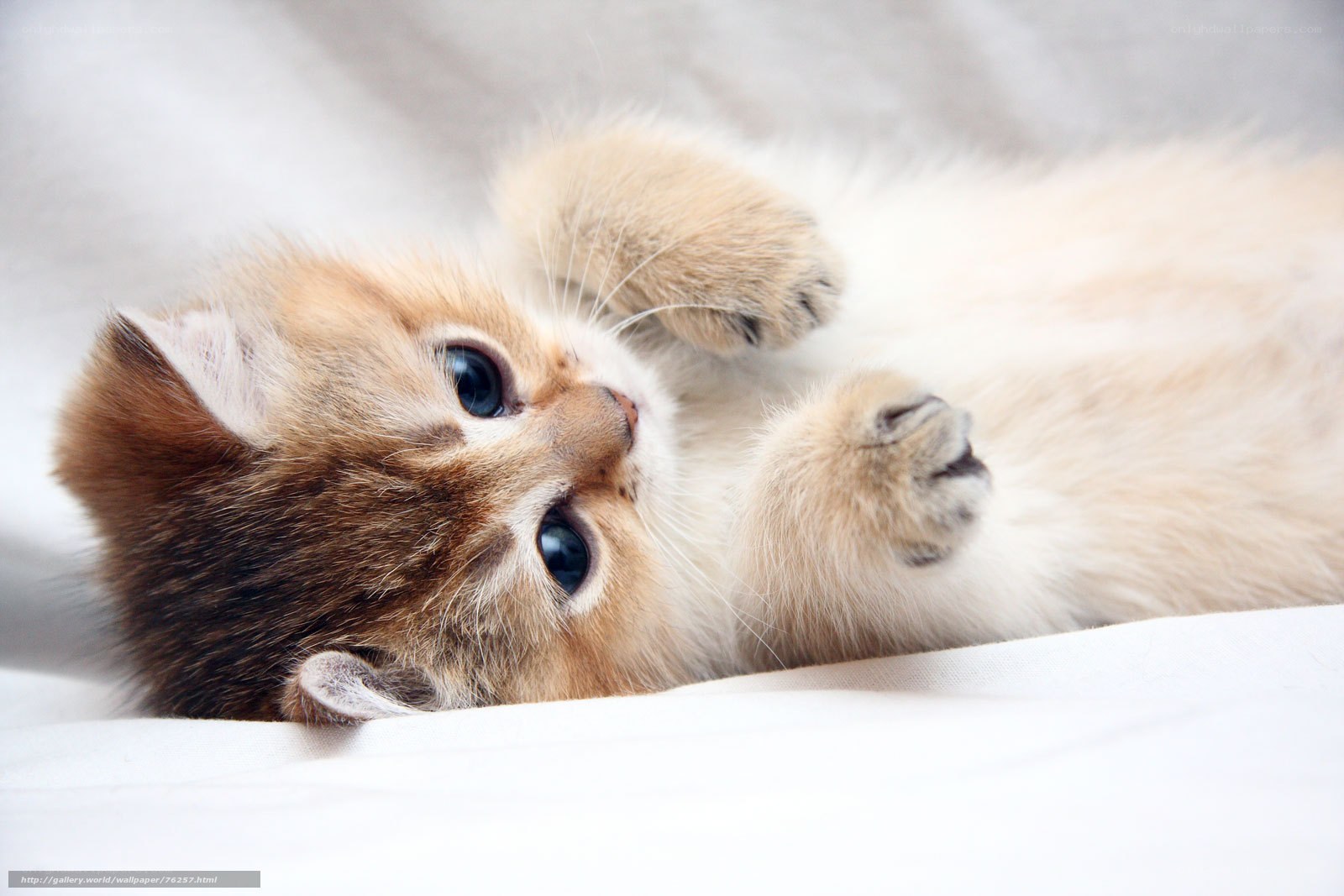 adorable kitten lying on back