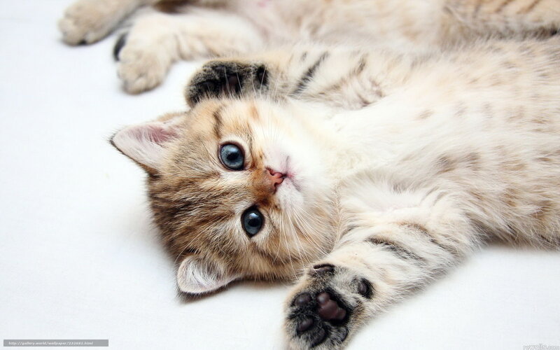 adorable kitten lying on back