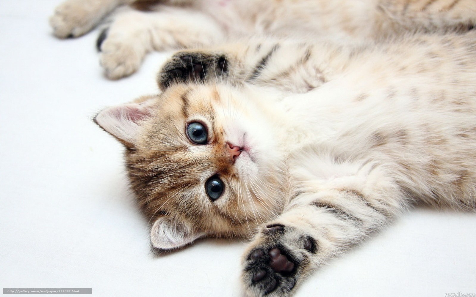 adorable kitten lying on back