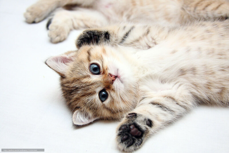 adorable kitten lying on back