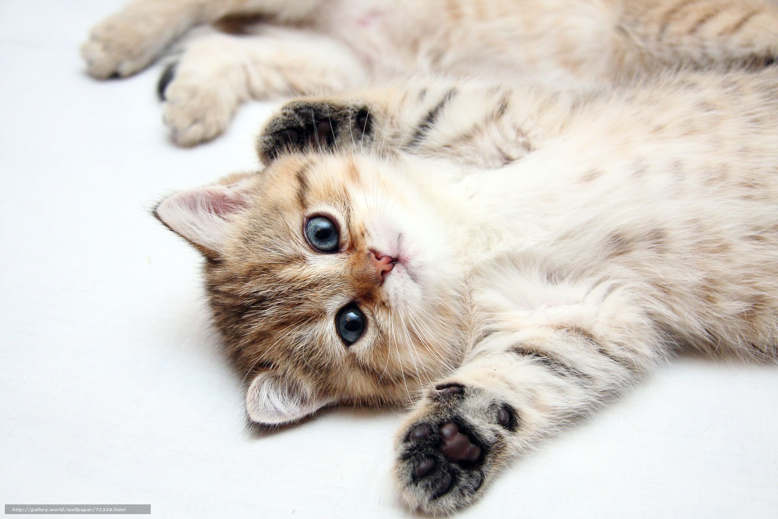adorable kitten lying on back