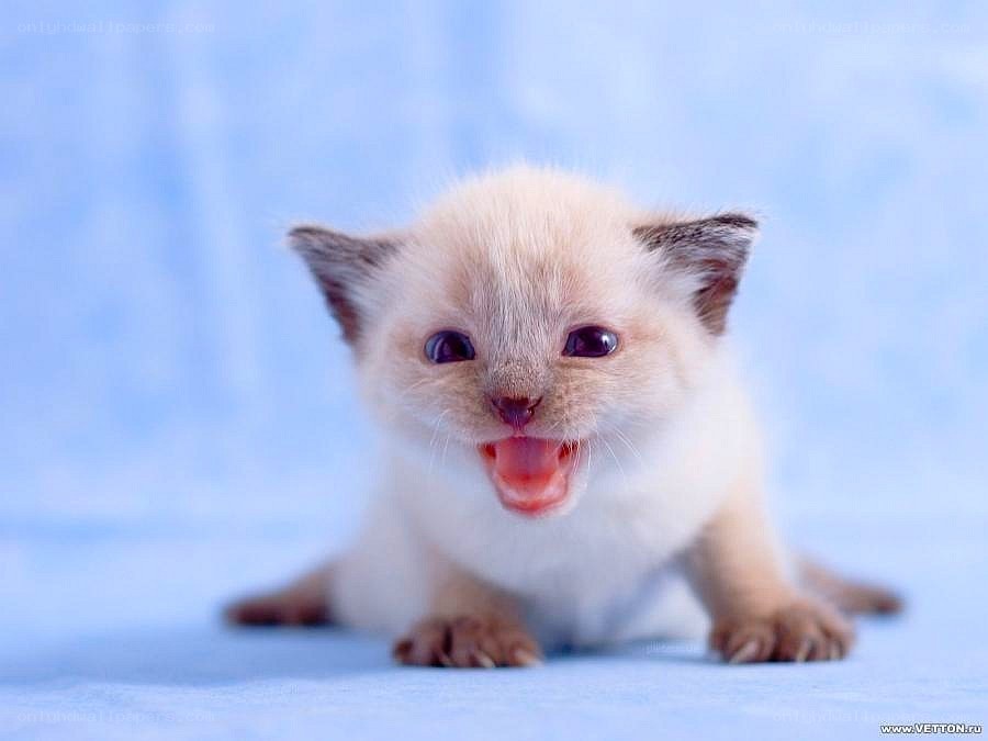 adorable kitten meowing
