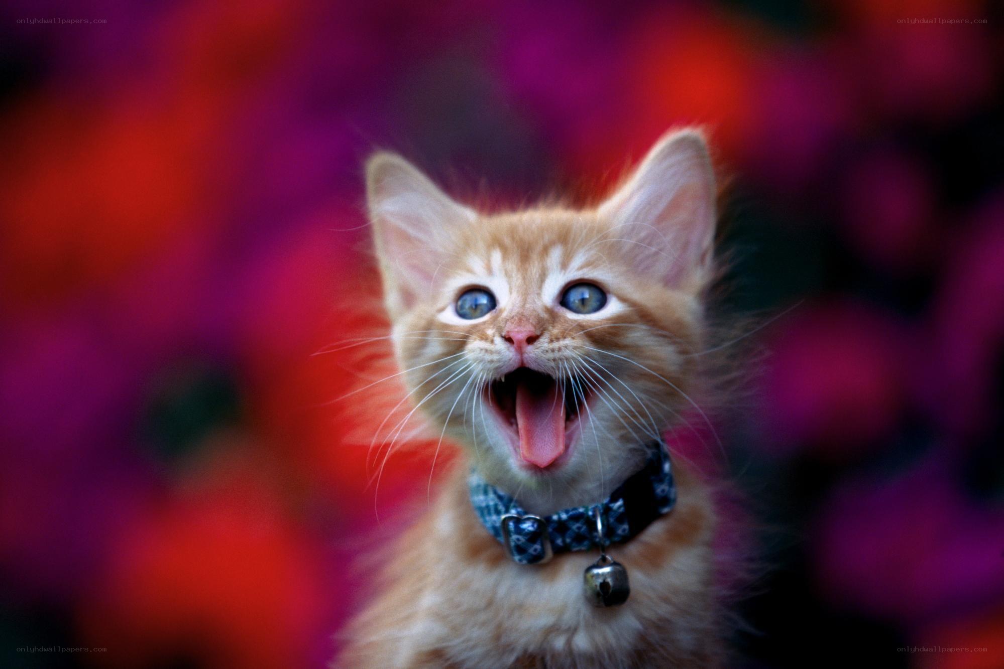 adorable kitten meowing