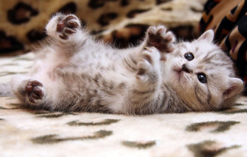 adorable kitten on back