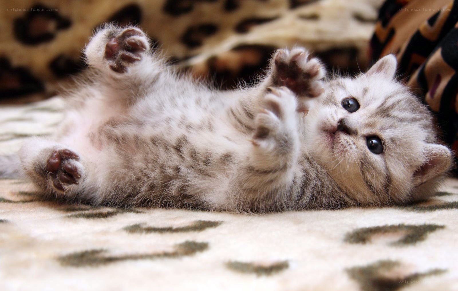 adorable kitten on back