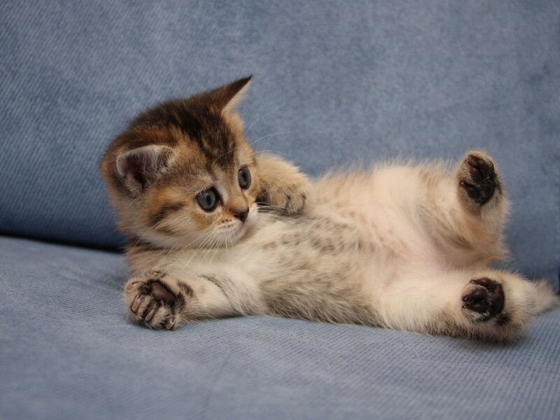 adorable kitten on blue couch