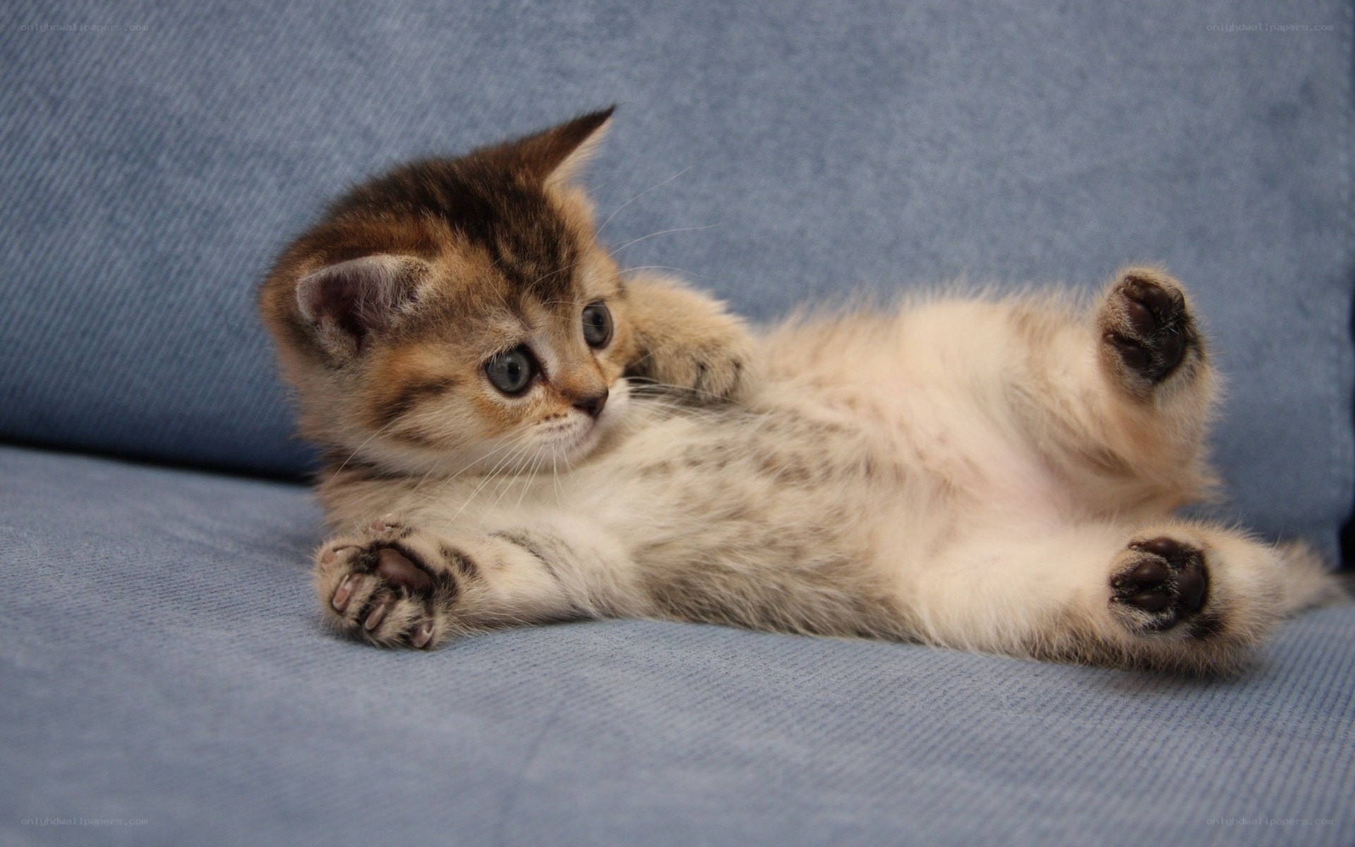 adorable kitten on blue couch