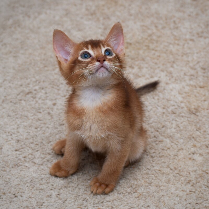 adorable kitten on carpet