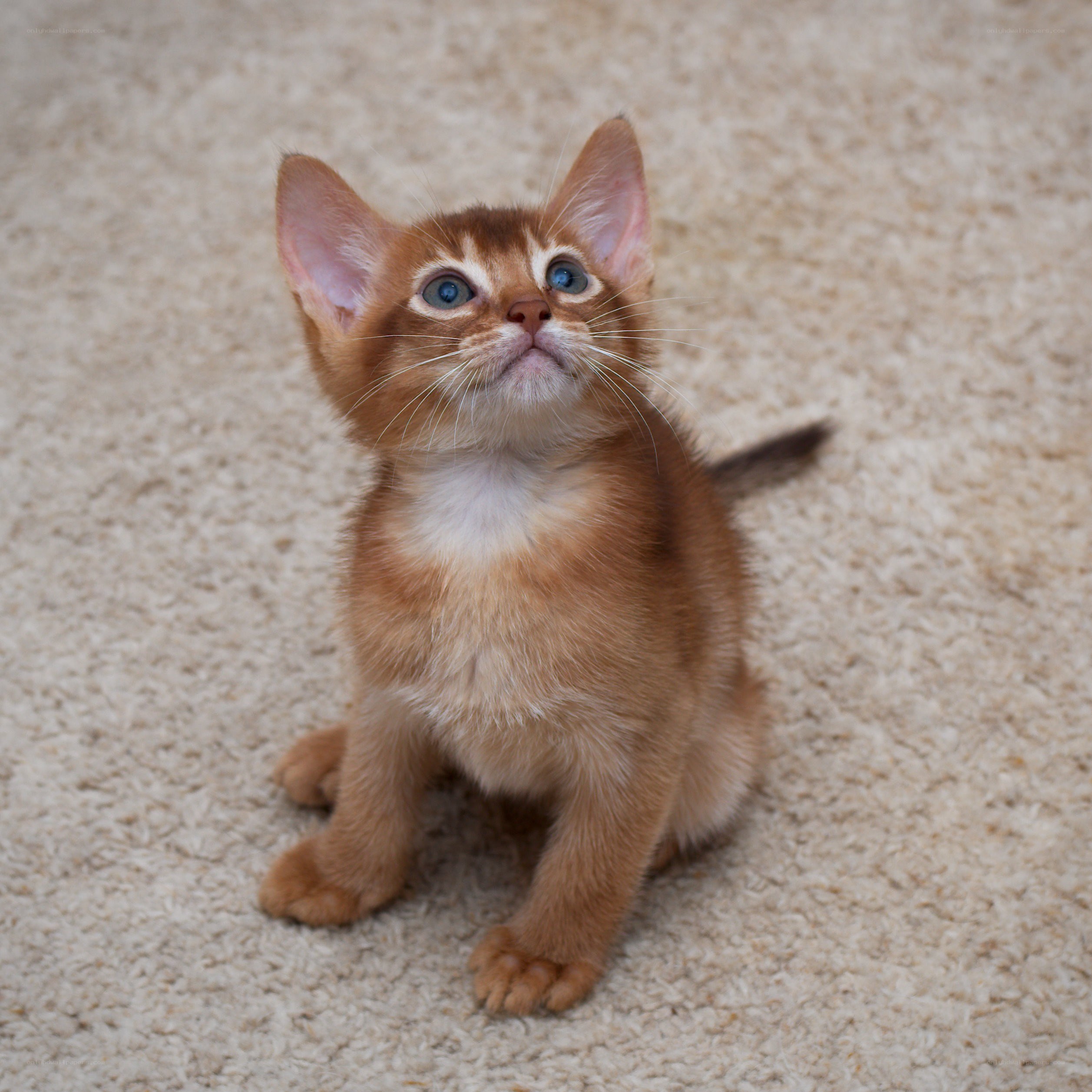 adorable kitten on carpet