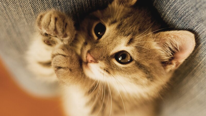adorable kitten on denim