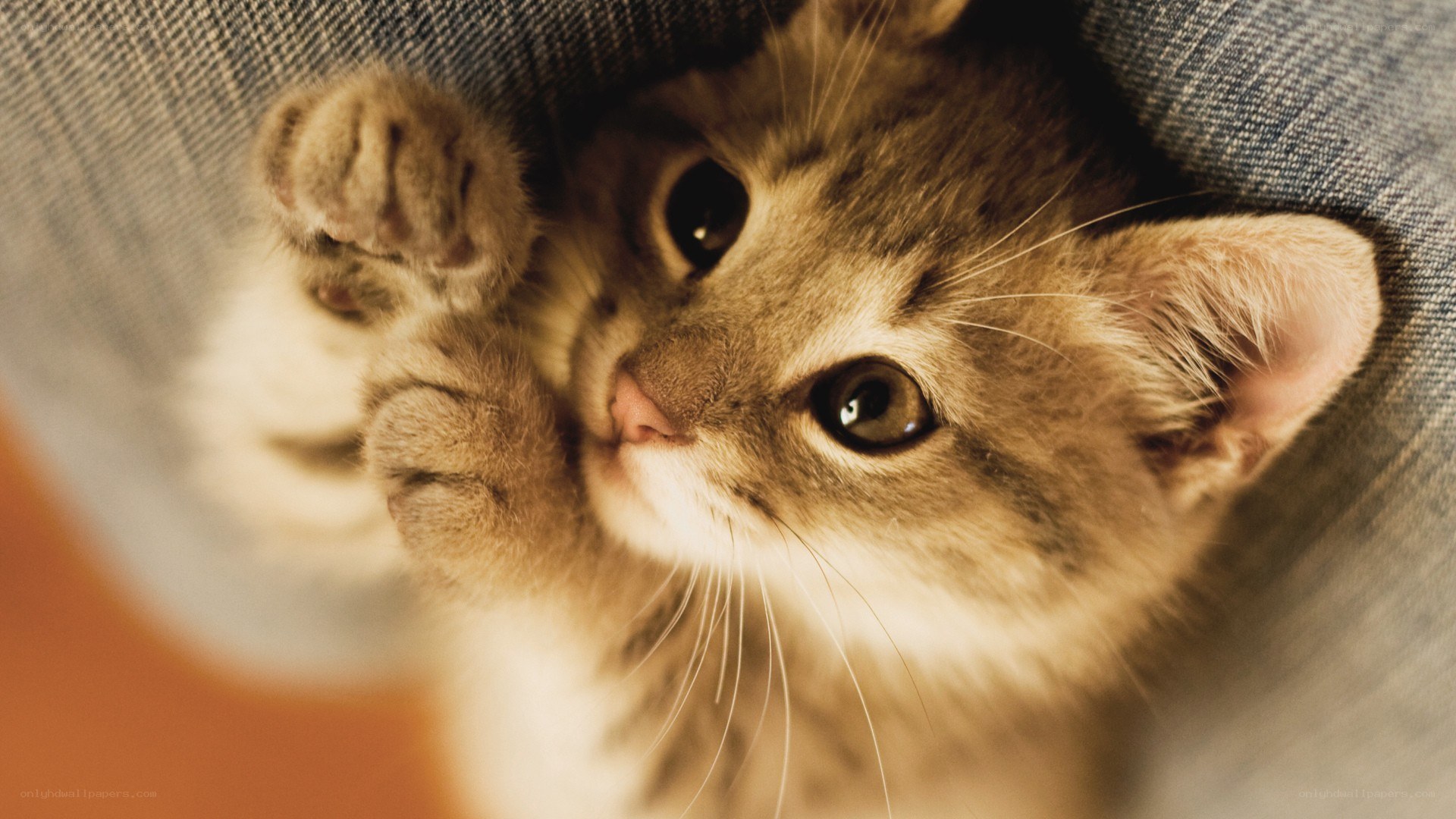adorable kitten on denim