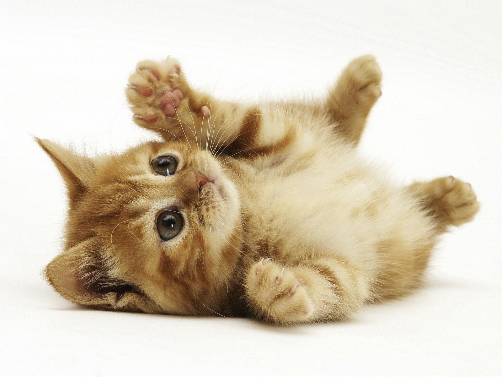adorable kitten on its back