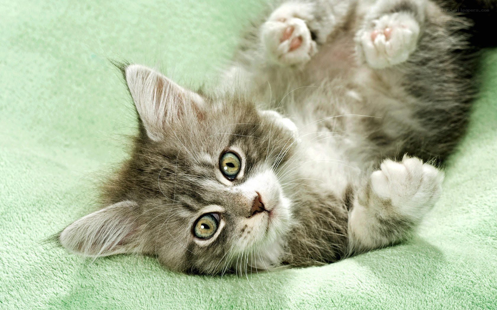 adorable kitten on its back