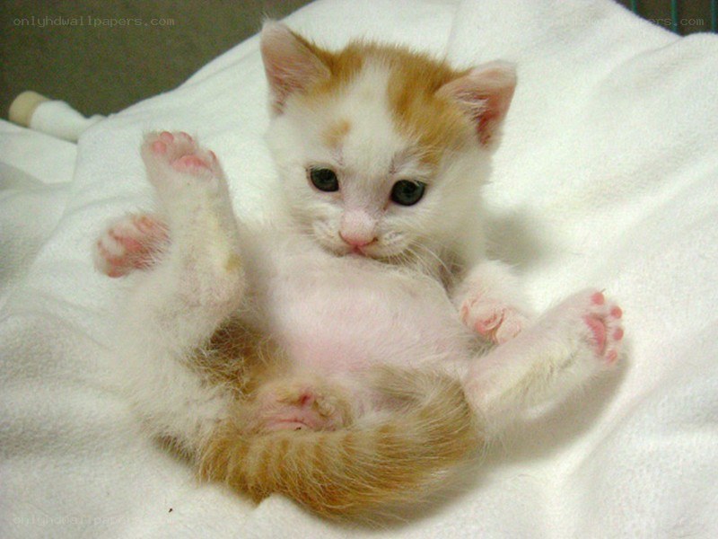 adorable kitten on its back