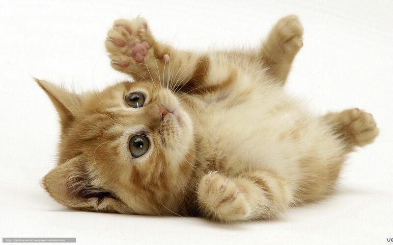 adorable kitten on its back