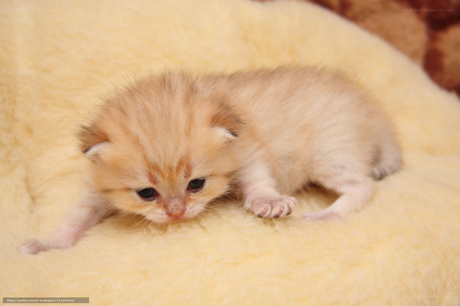 adorable kitten on soft blanket