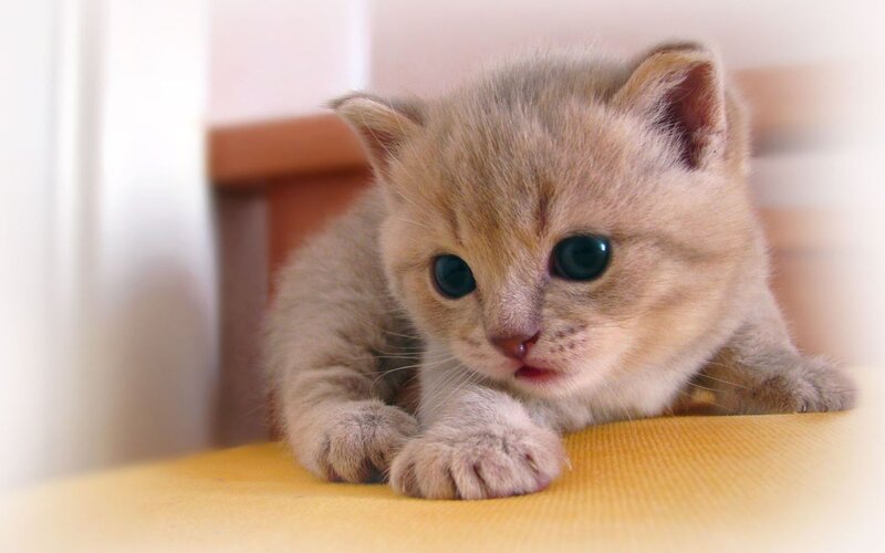 adorable kitten on yellow surface